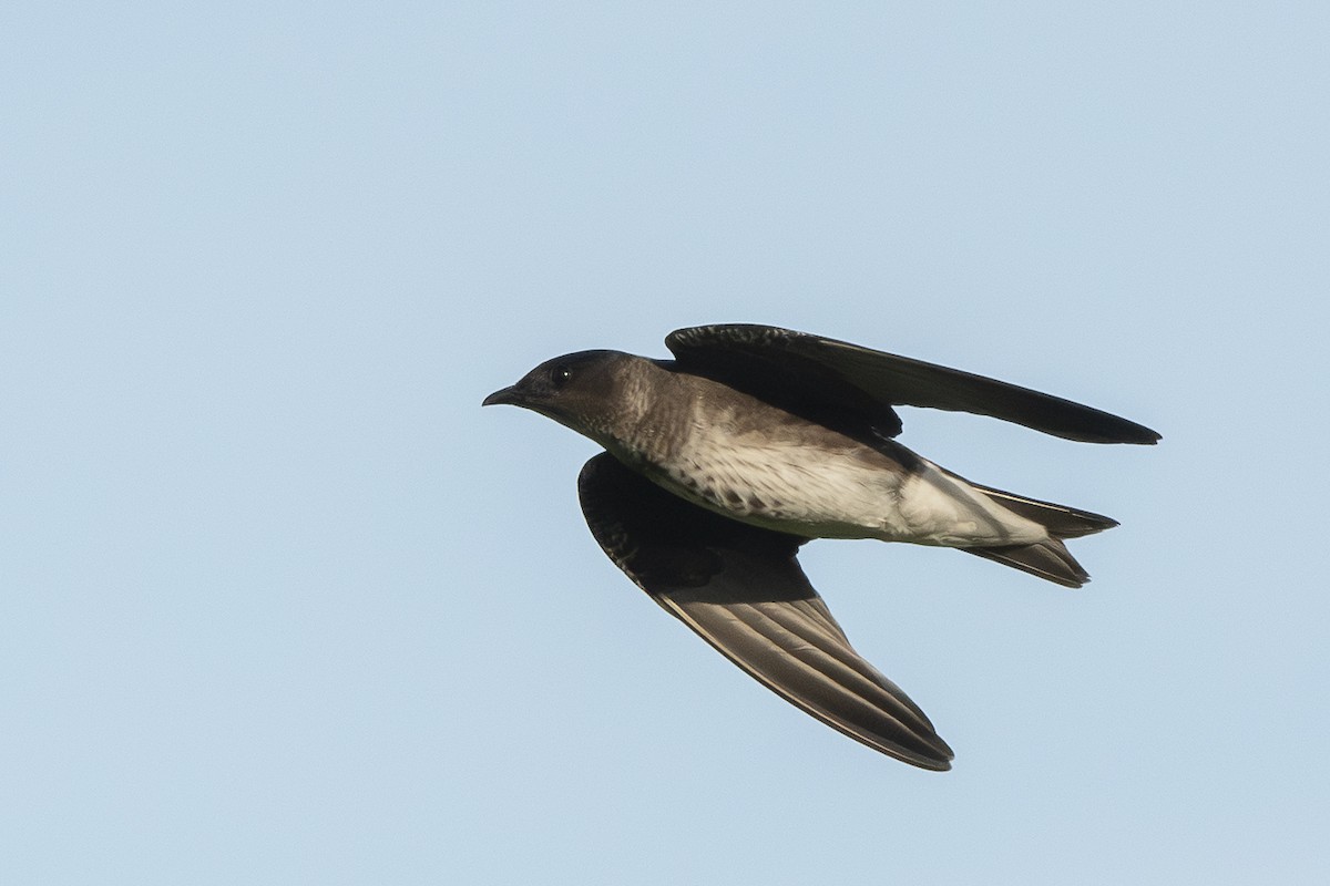 ムラサキツバメ - ML642462162