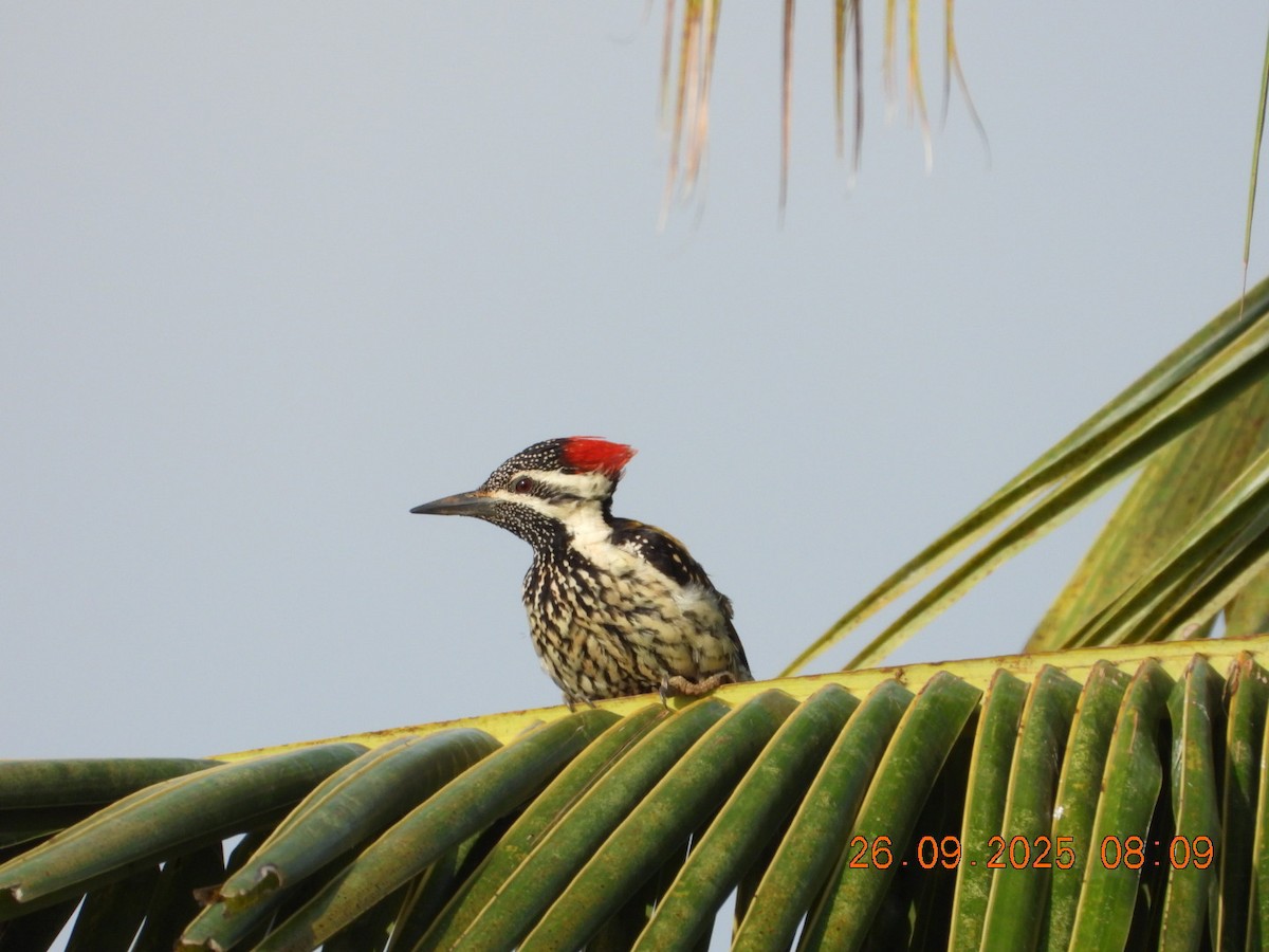 Black-rumped Flameback - ML642462190