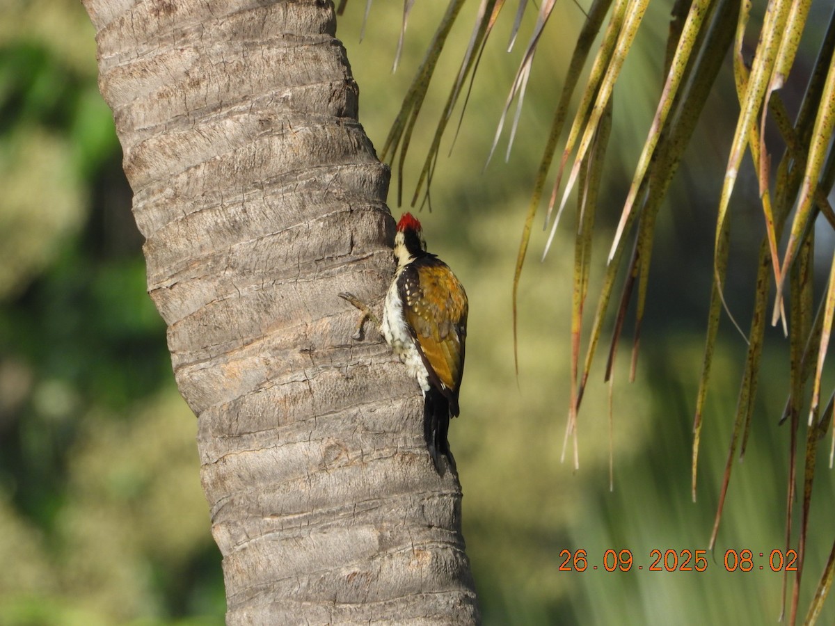 Black-rumped Flameback - ML642462191