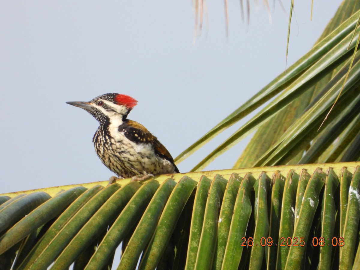 Black-rumped Flameback - ML642462192