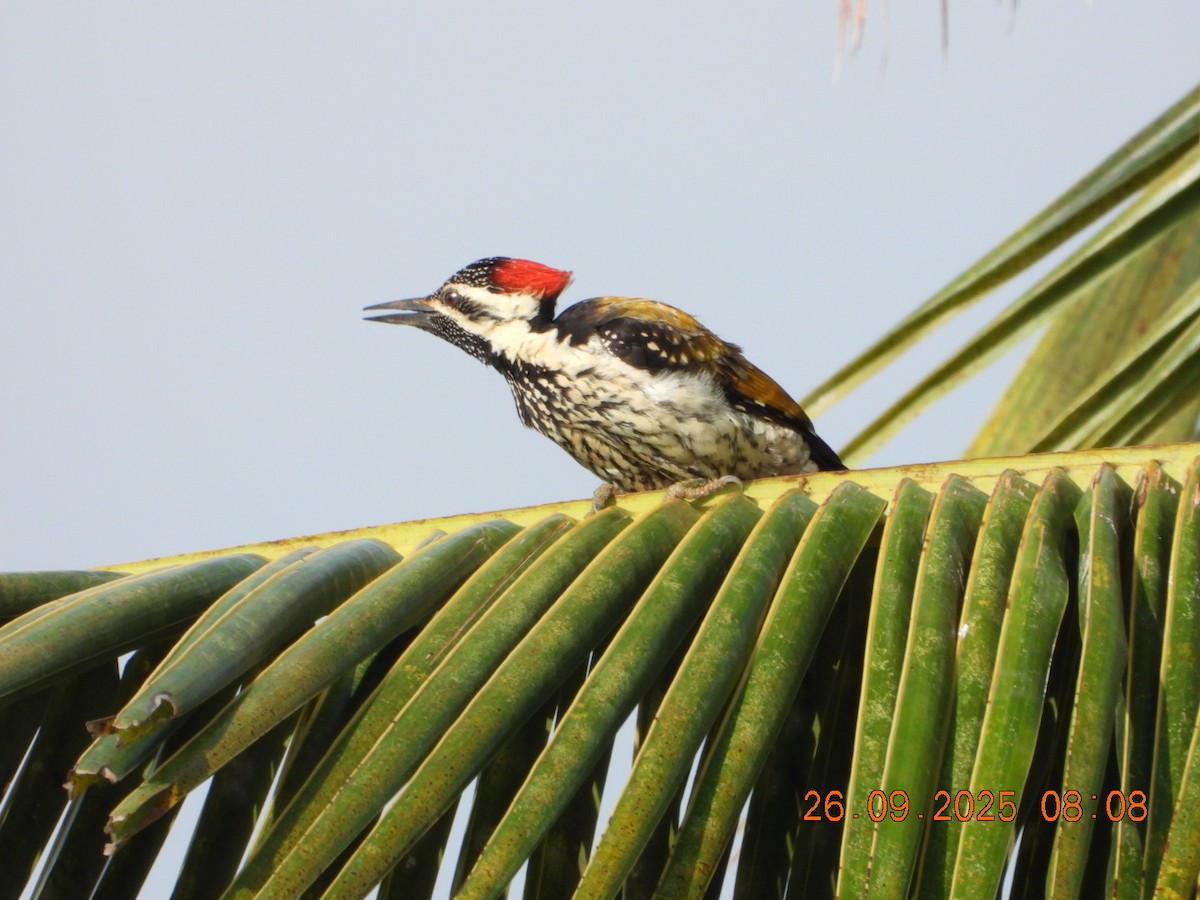 Black-rumped Flameback - ML642462193