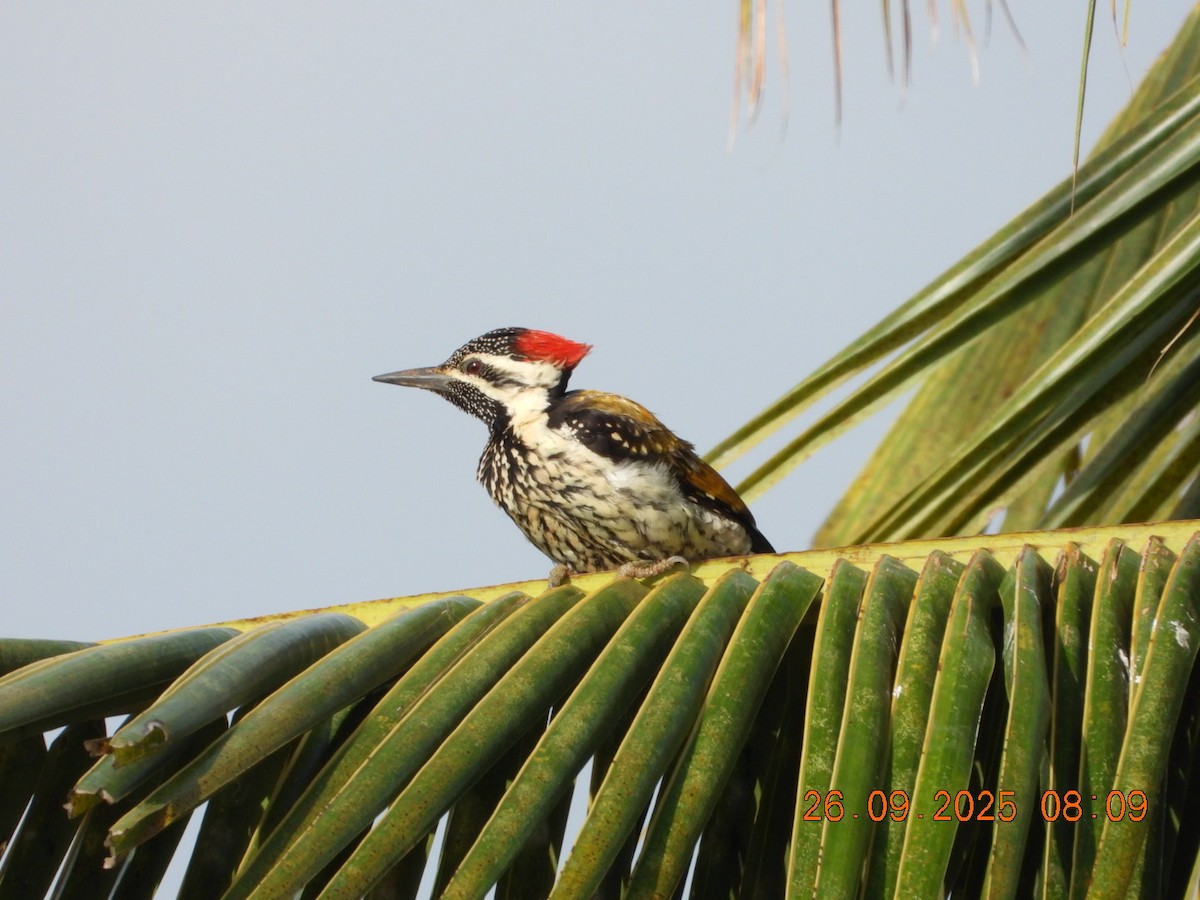 Black-rumped Flameback - ML642462194