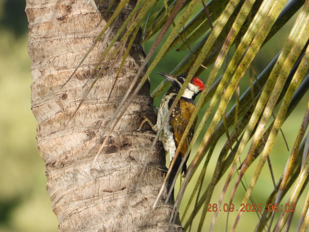 Black-rumped Flameback - ML642462195