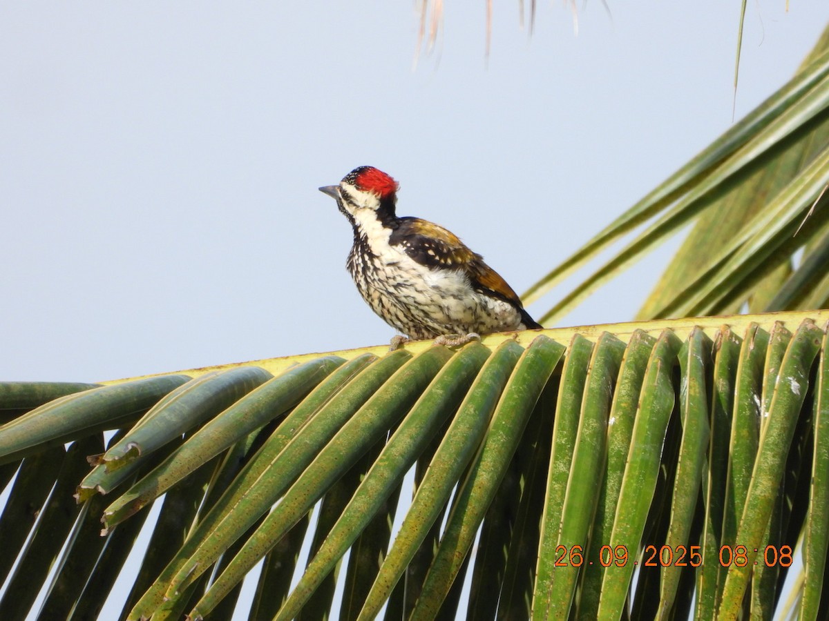 Black-rumped Flameback - ML642462196