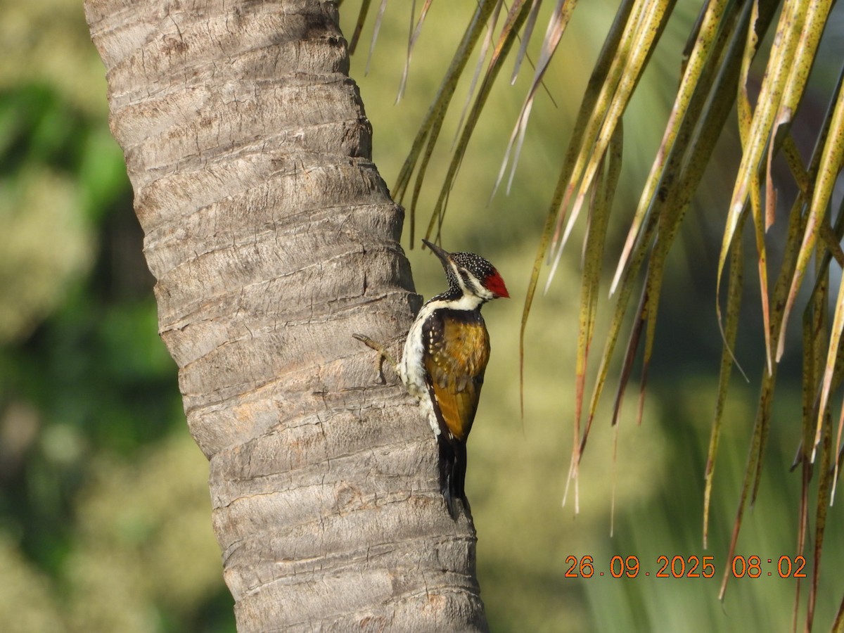 Black-rumped Flameback - ML642462197