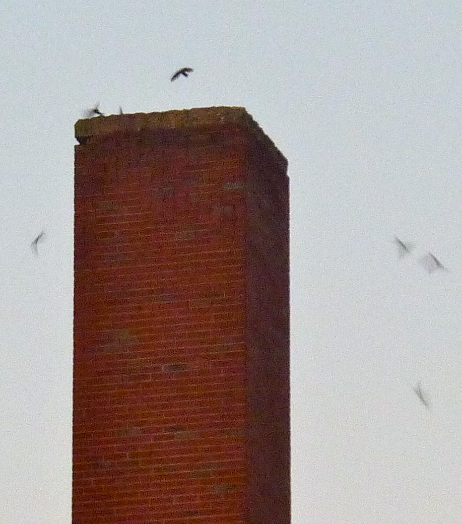 Chimney Swift - ML642462209