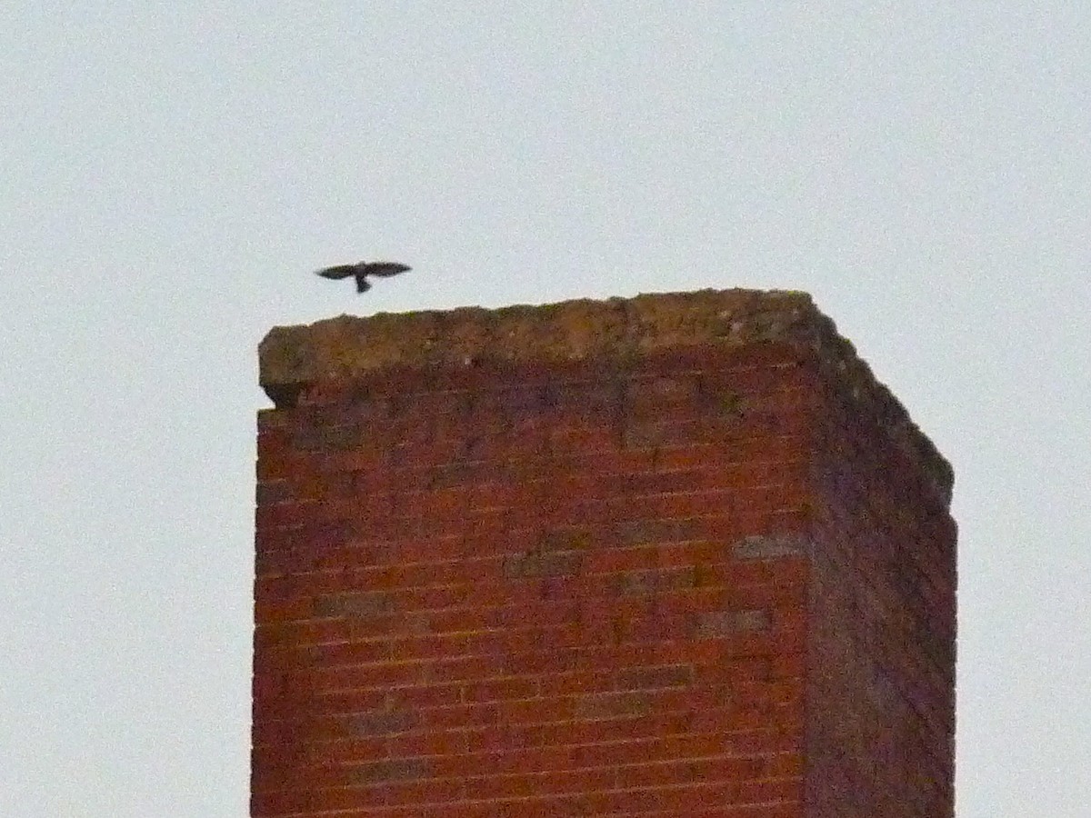Chimney Swift - ML642462210