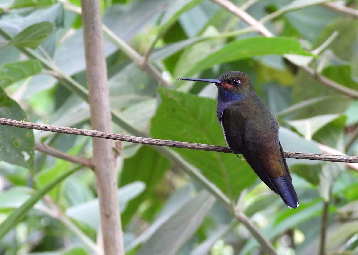 Rufous-gaped Hillstar - ML642462214