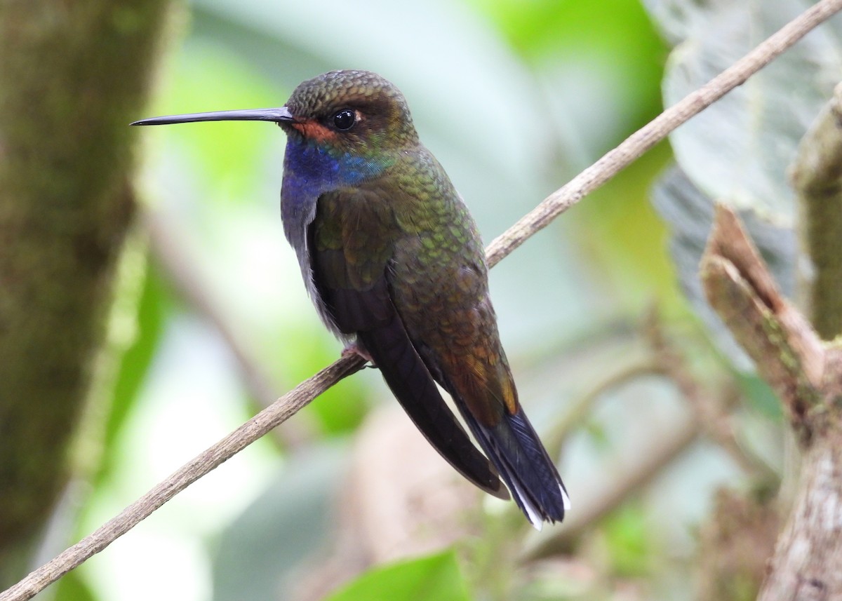 Rufous-gaped Hillstar - ML642462216