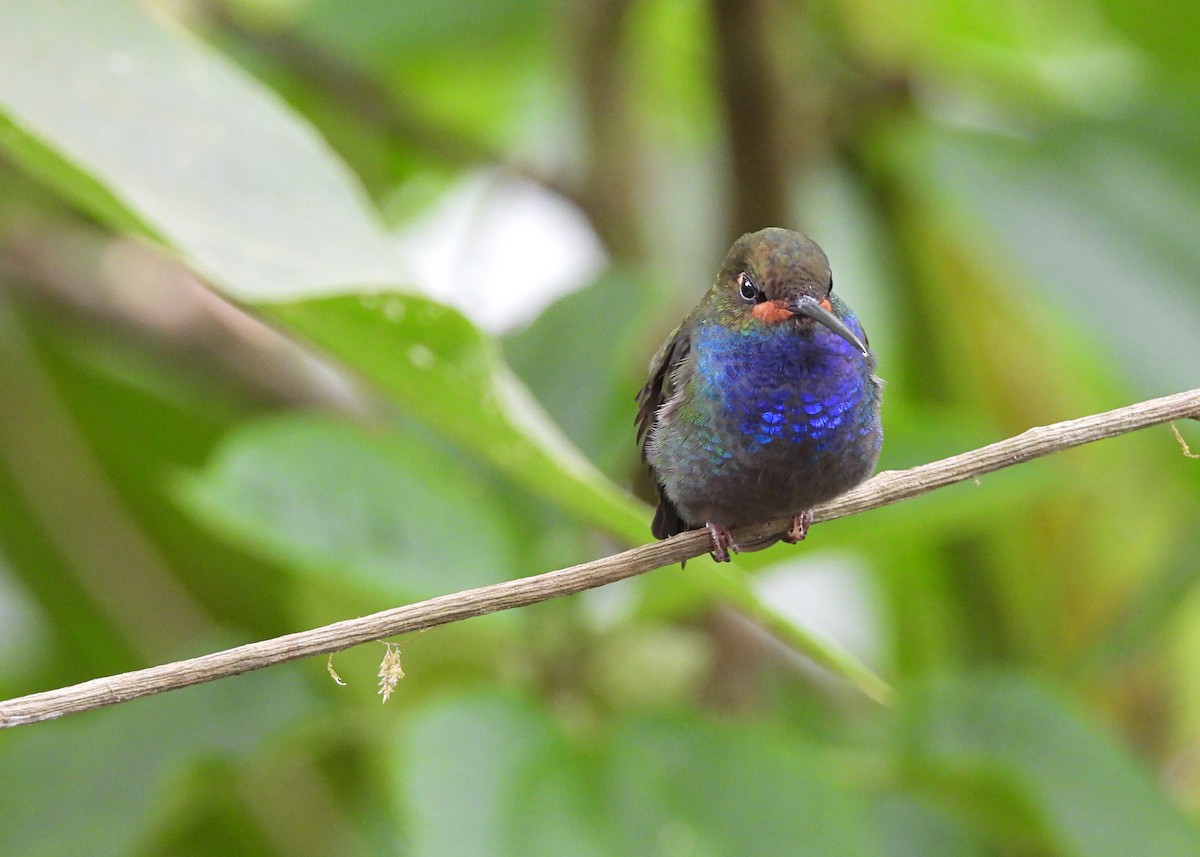 Rufous-gaped Hillstar - ML642462217