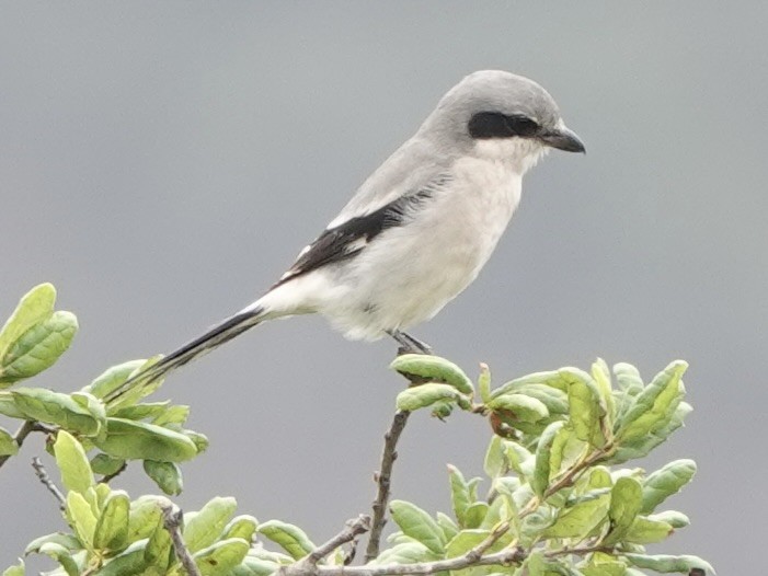 Loggerhead Shrike - ML642462218