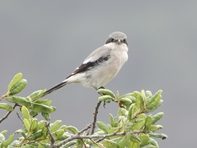 Loggerhead Shrike - ML642462219