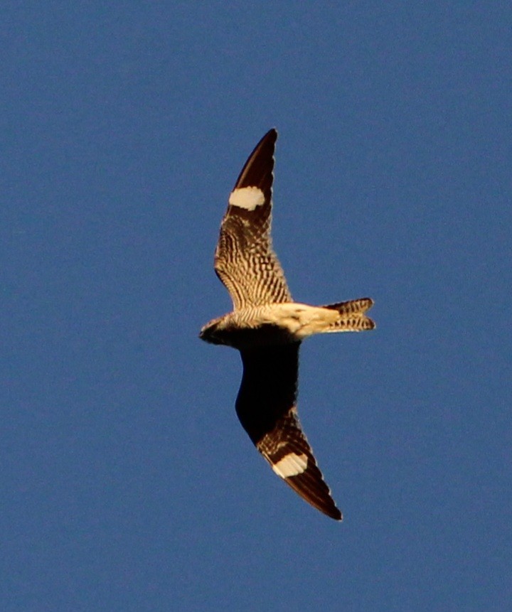 Common Nighthawk - ML642462220