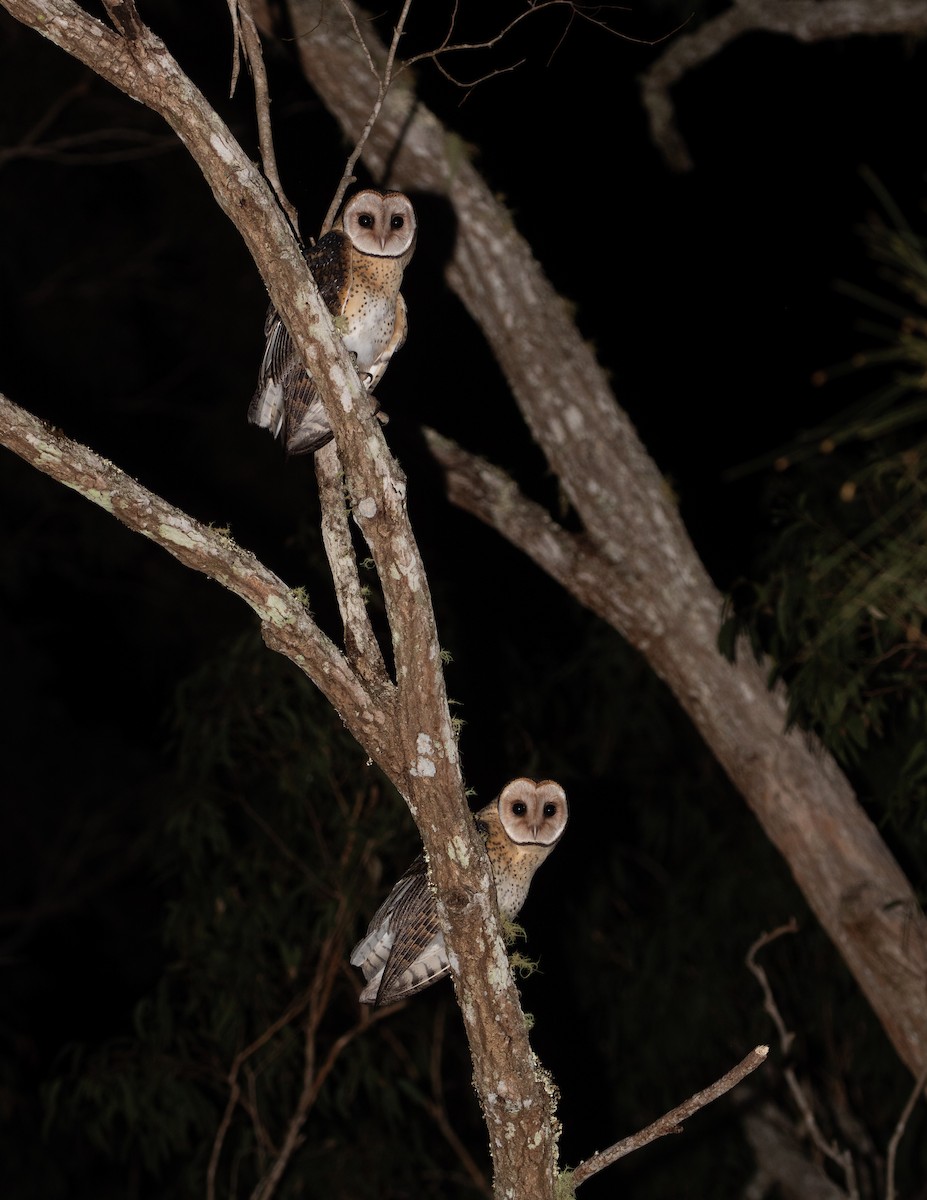Australian Masked-Owl - ML642462221