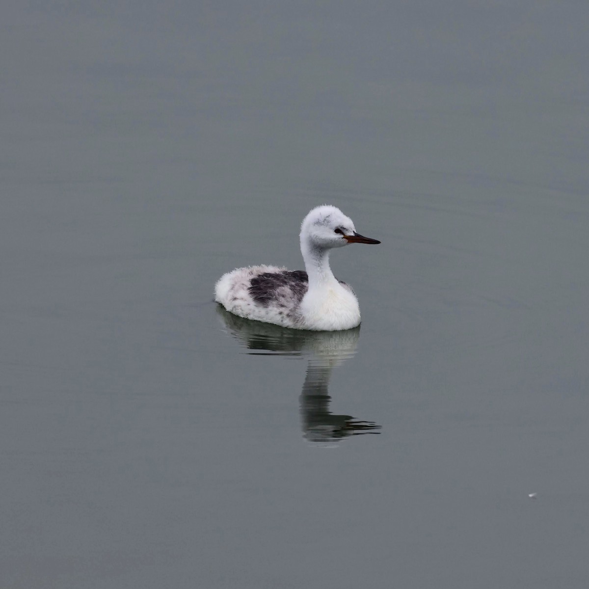 Clark's Grebe - ML642462285