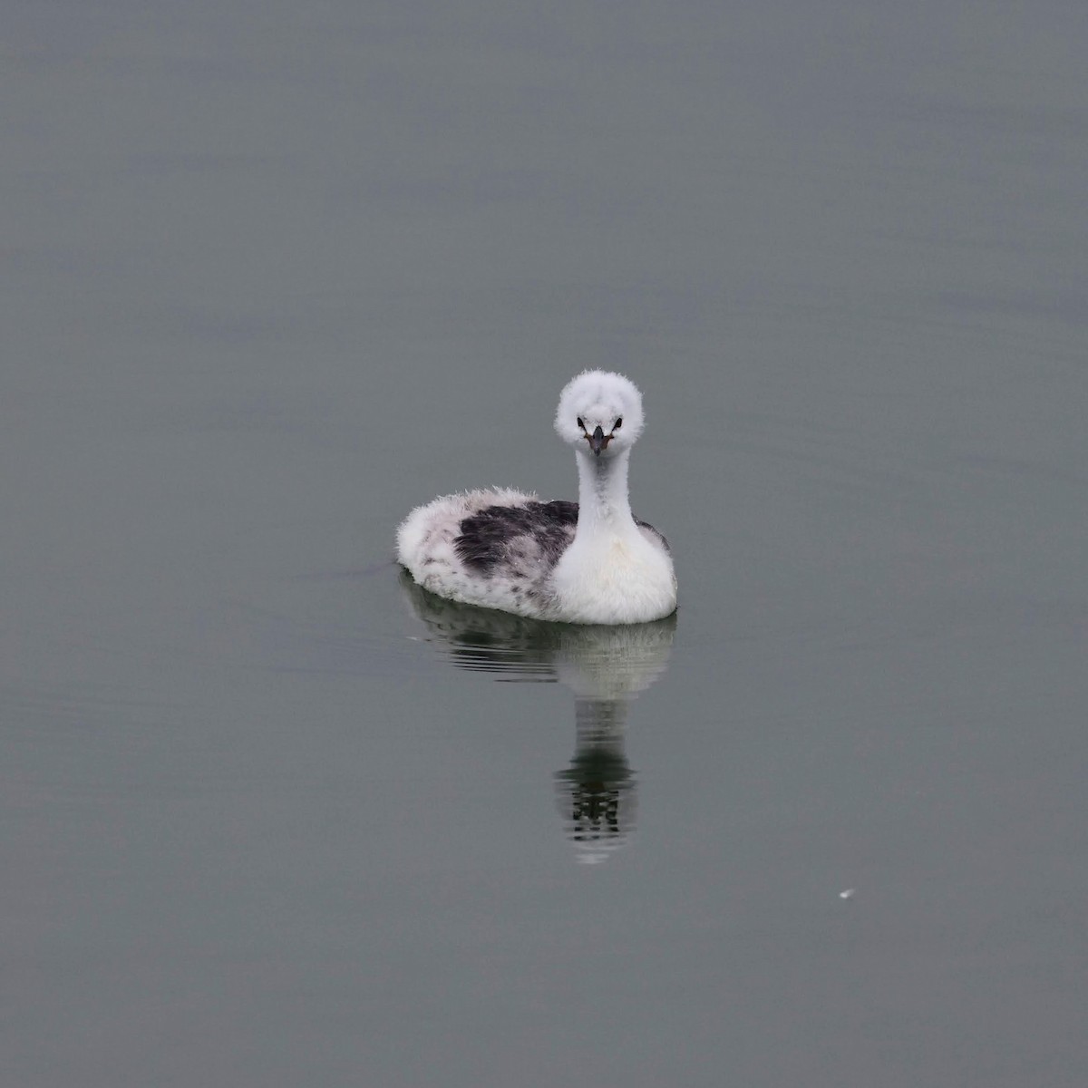 Clark's Grebe - ML642462286