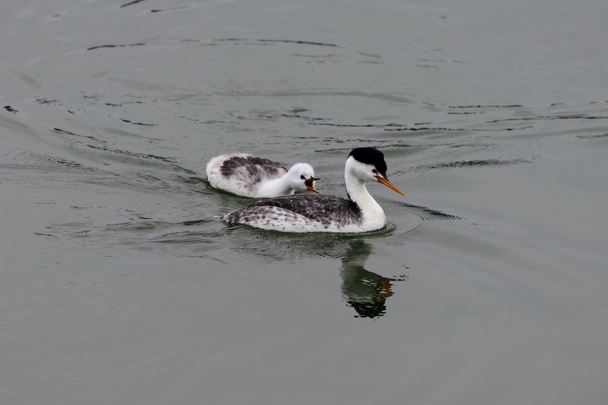 Clark's Grebe - ML642462287