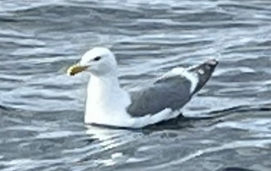 racek západní x šedokřídlý (hybrid) - ML642462288