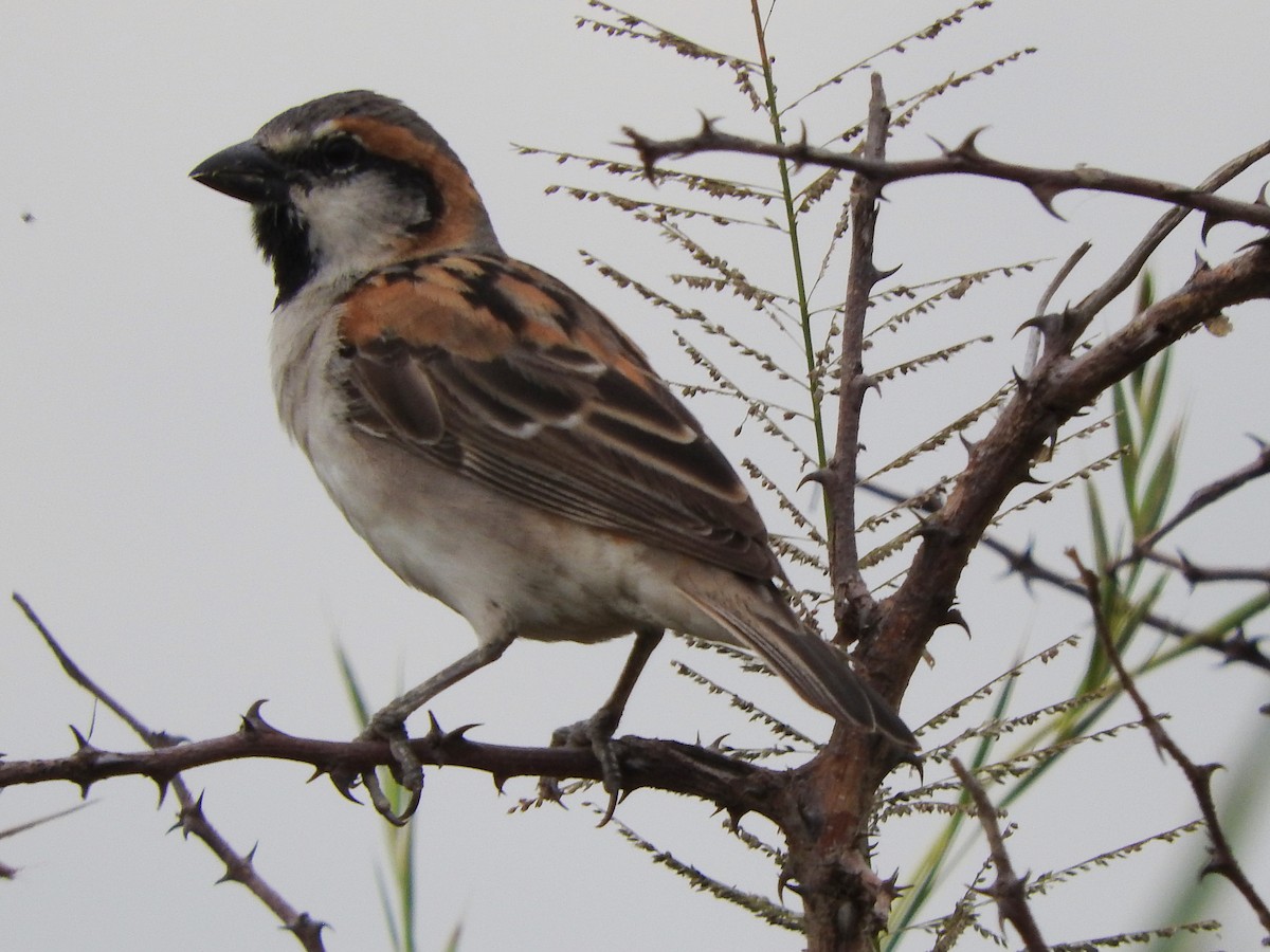 Shelley's Rufous Sparrow - ML642462329