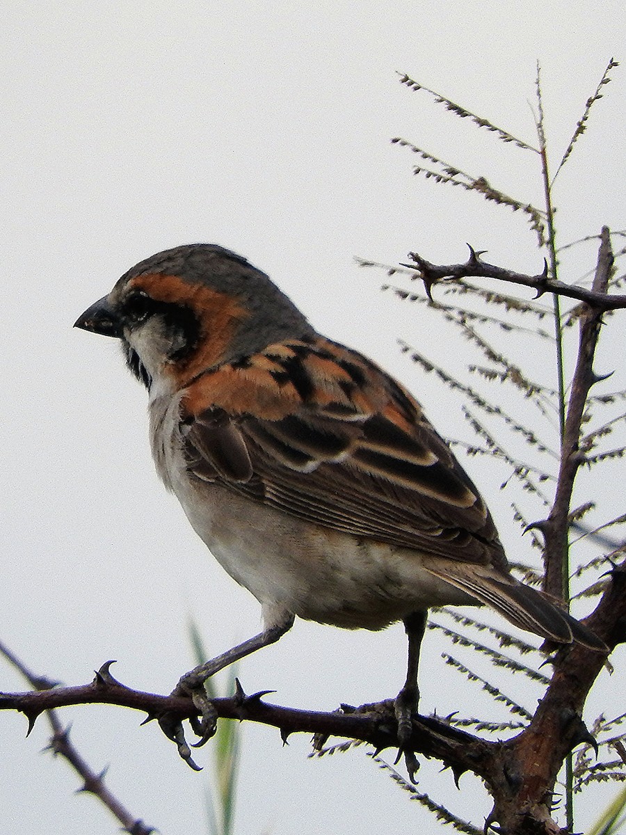 Shelley's Rufous Sparrow - ML642462330