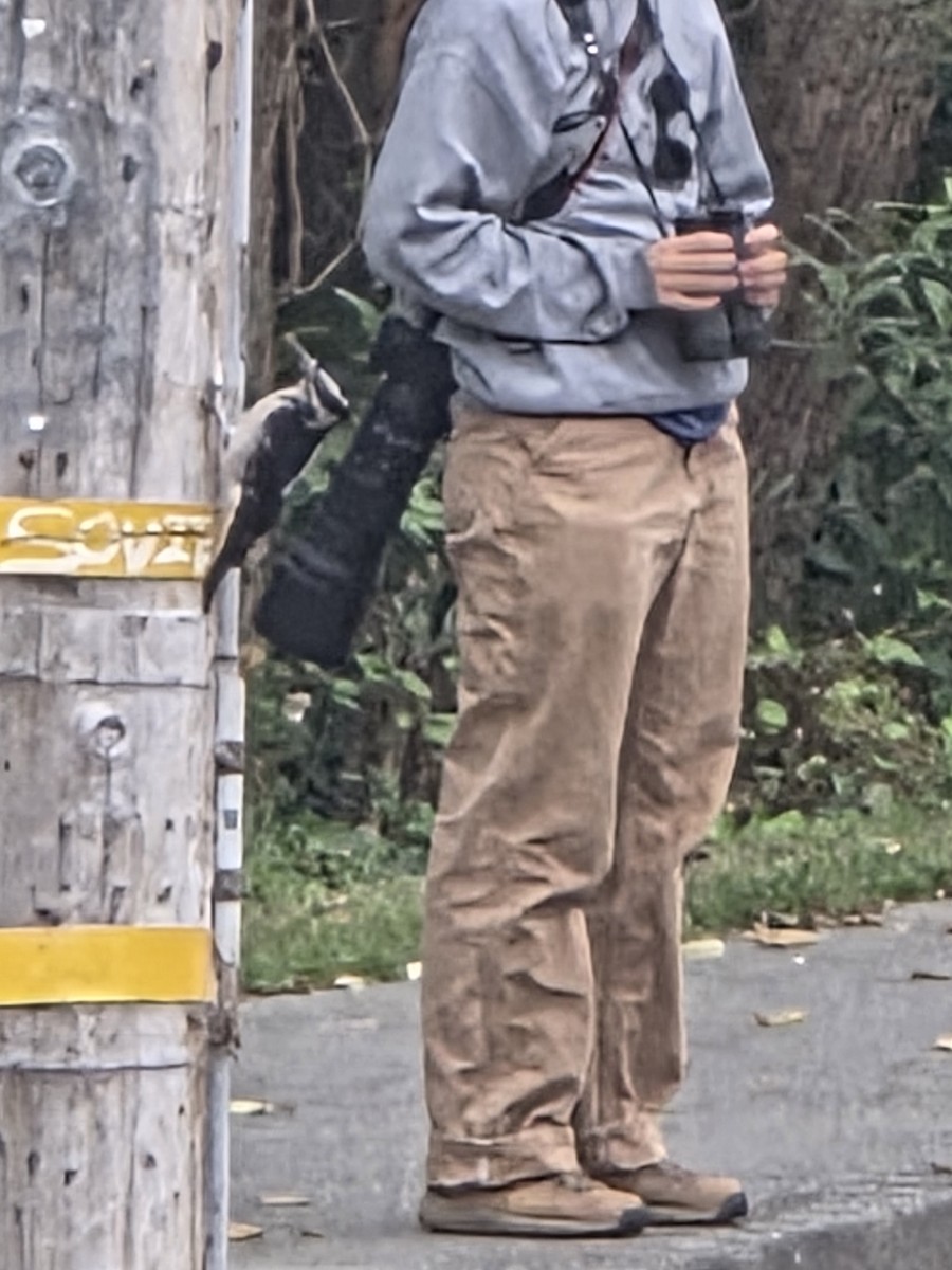 Hairy Woodpecker (Pacific) - ML642462345