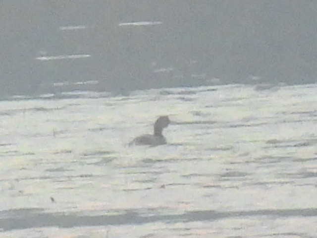 Pied-billed Grebe - ML642462350