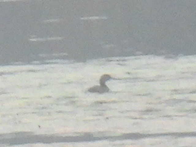 Pied-billed Grebe - ML642462351