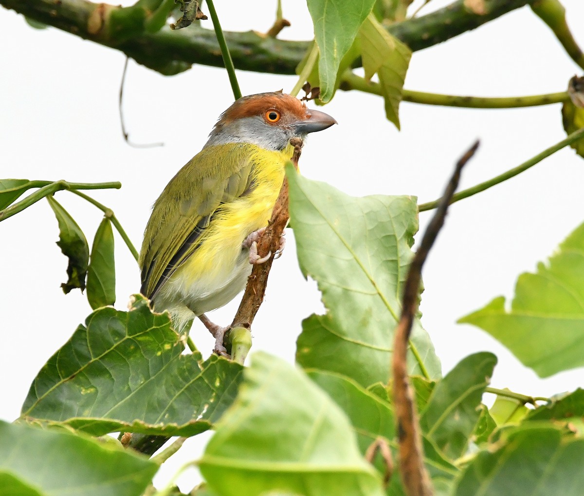 Rufous-browed Peppershrike - ML642462365