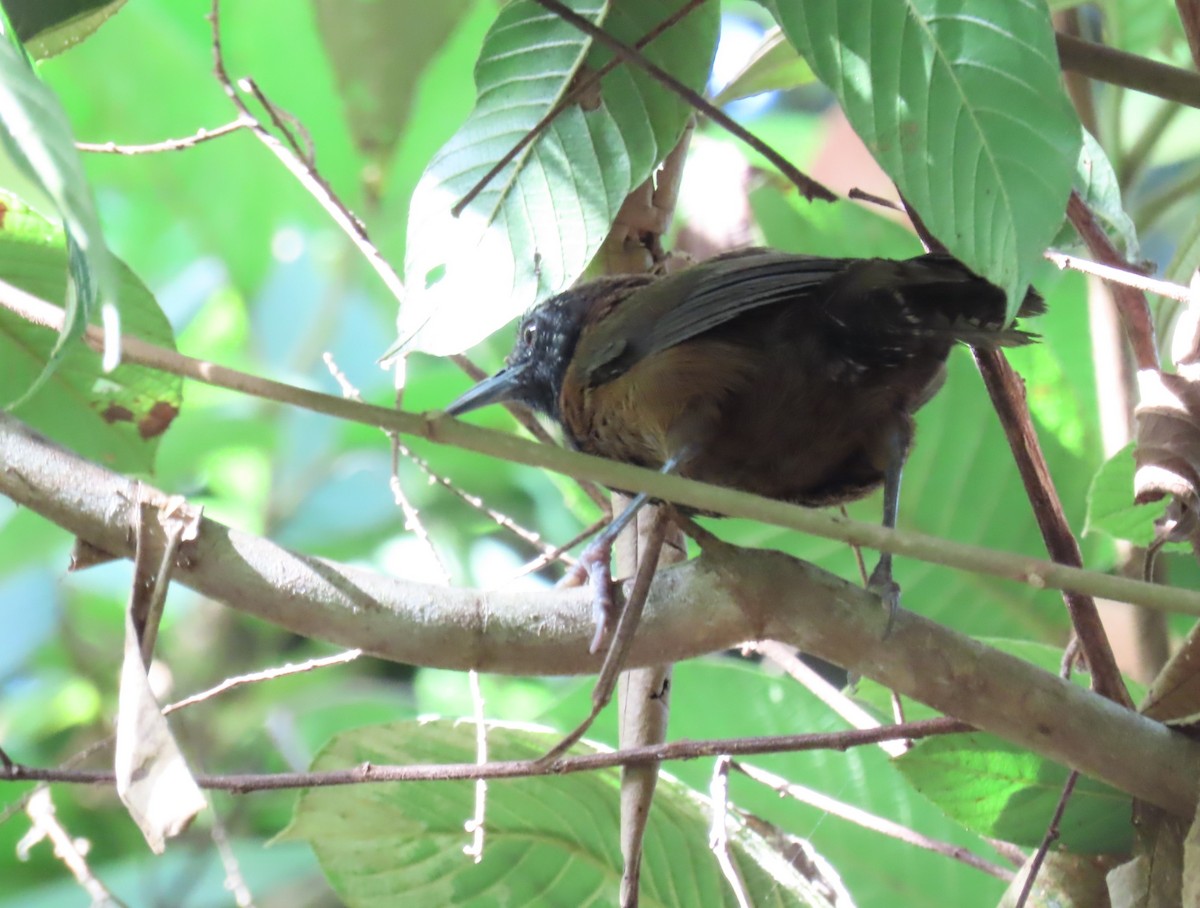 Black-throated Wren - ML642462367