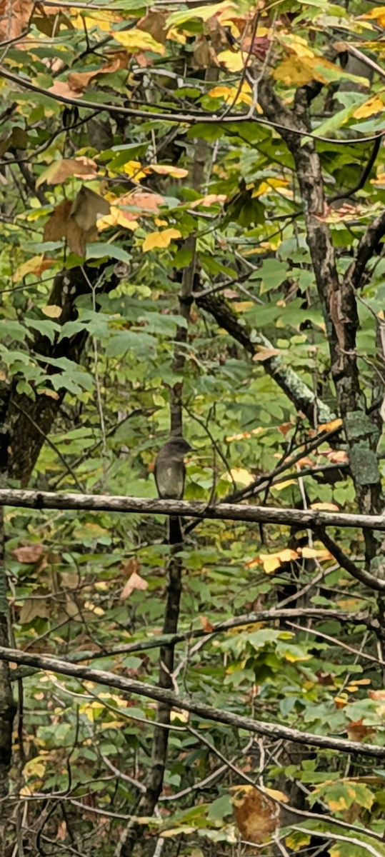 Eastern Wood-Pewee - ML642462373