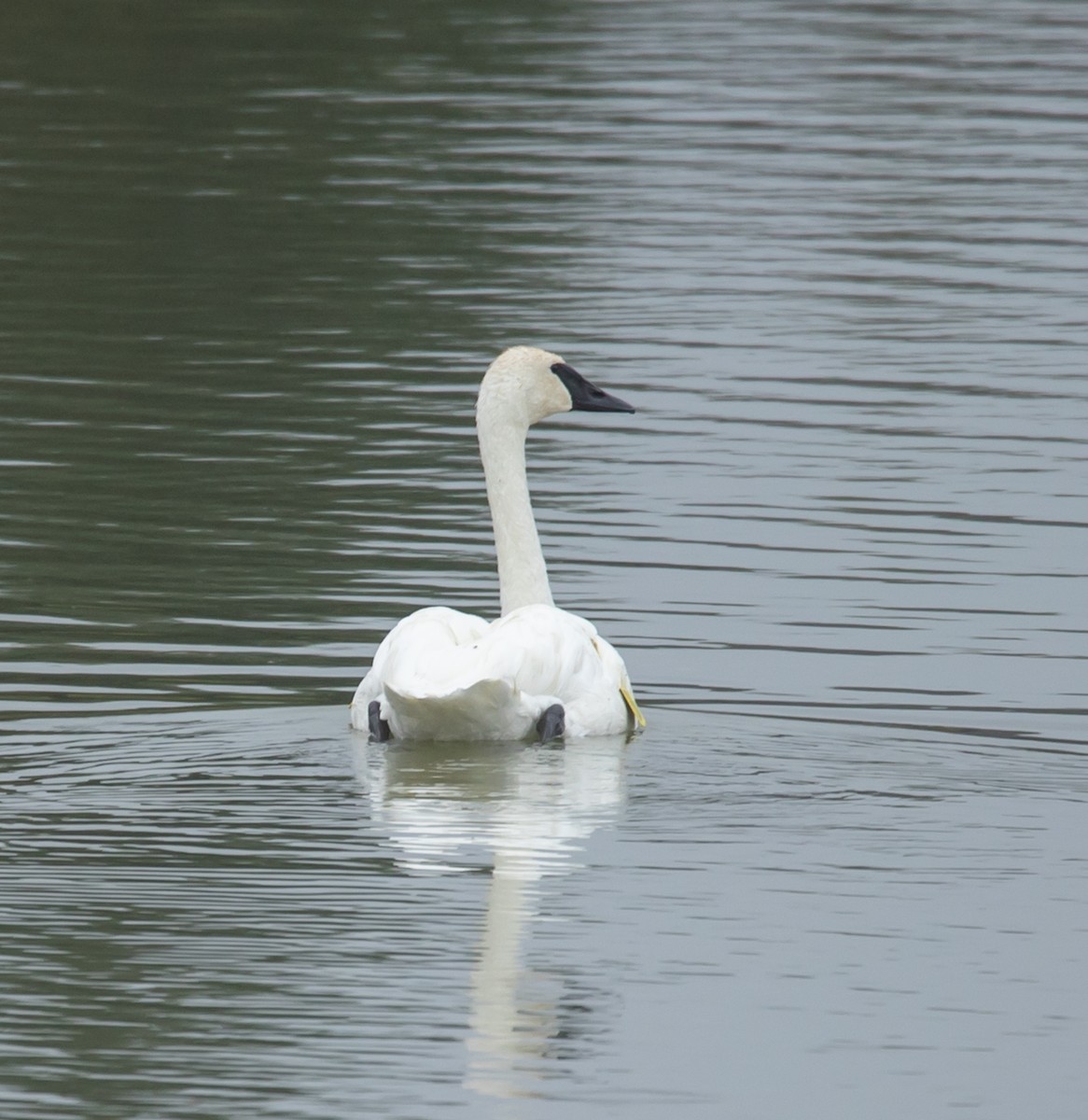 Trumpeter Swan - ML642462374