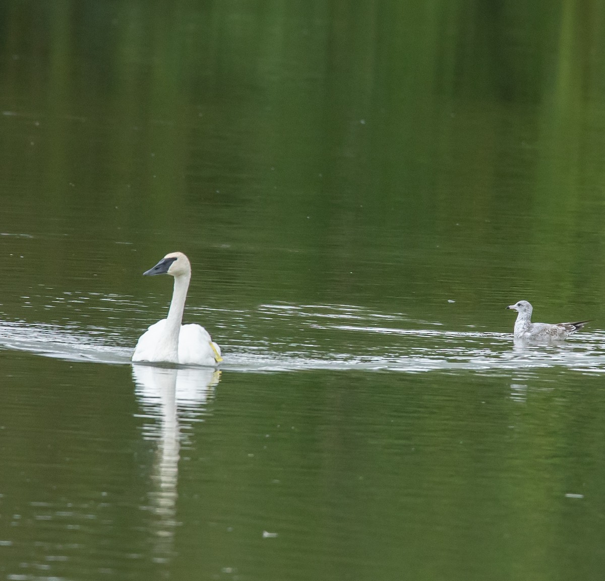 Trumpeter Swan - ML642462375