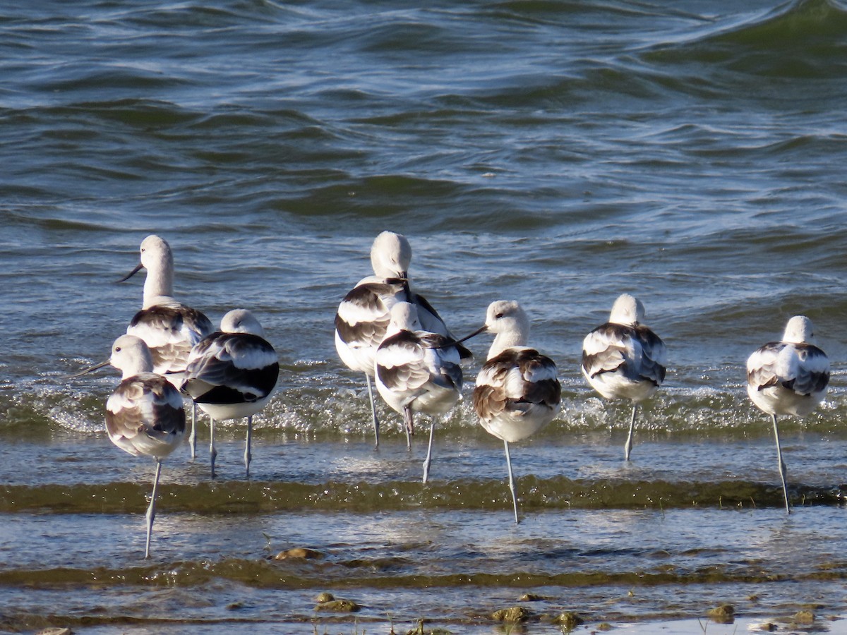 American Avocet - ML642462378