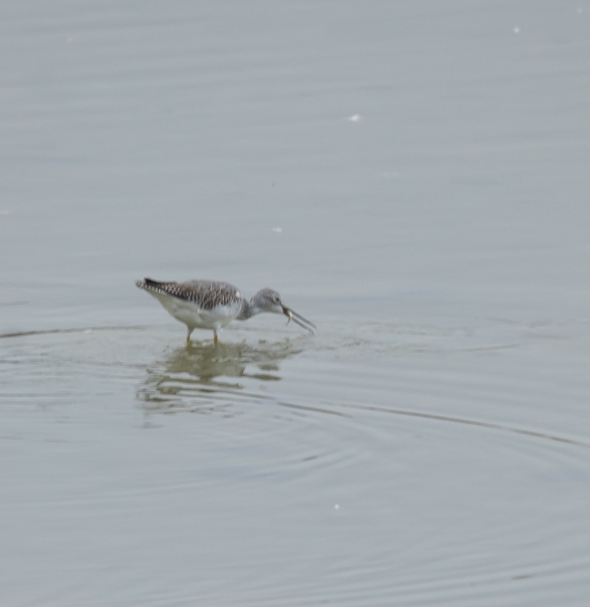 Greater Yellowlegs - ML642462379