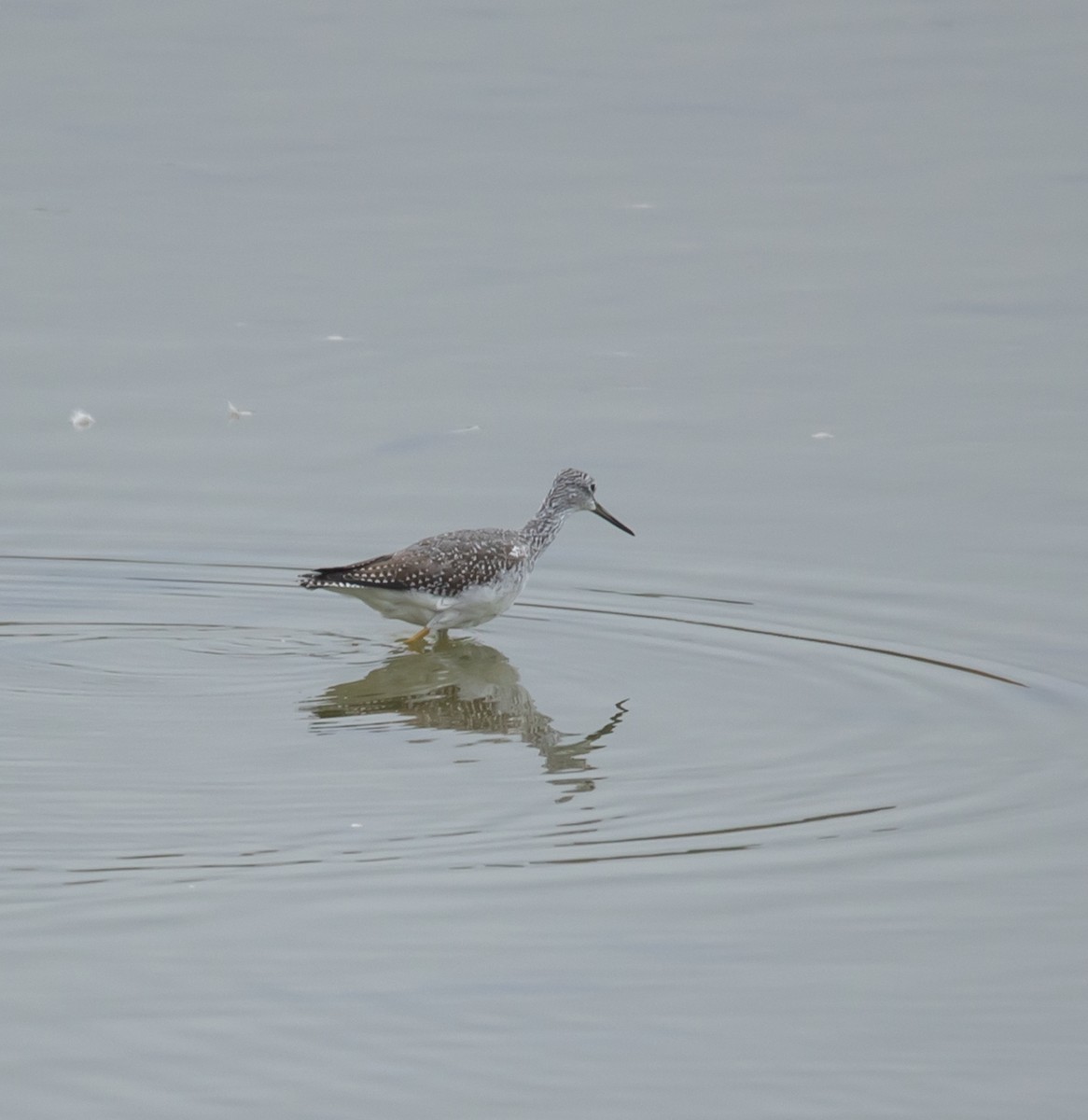 Greater Yellowlegs - ML642462380