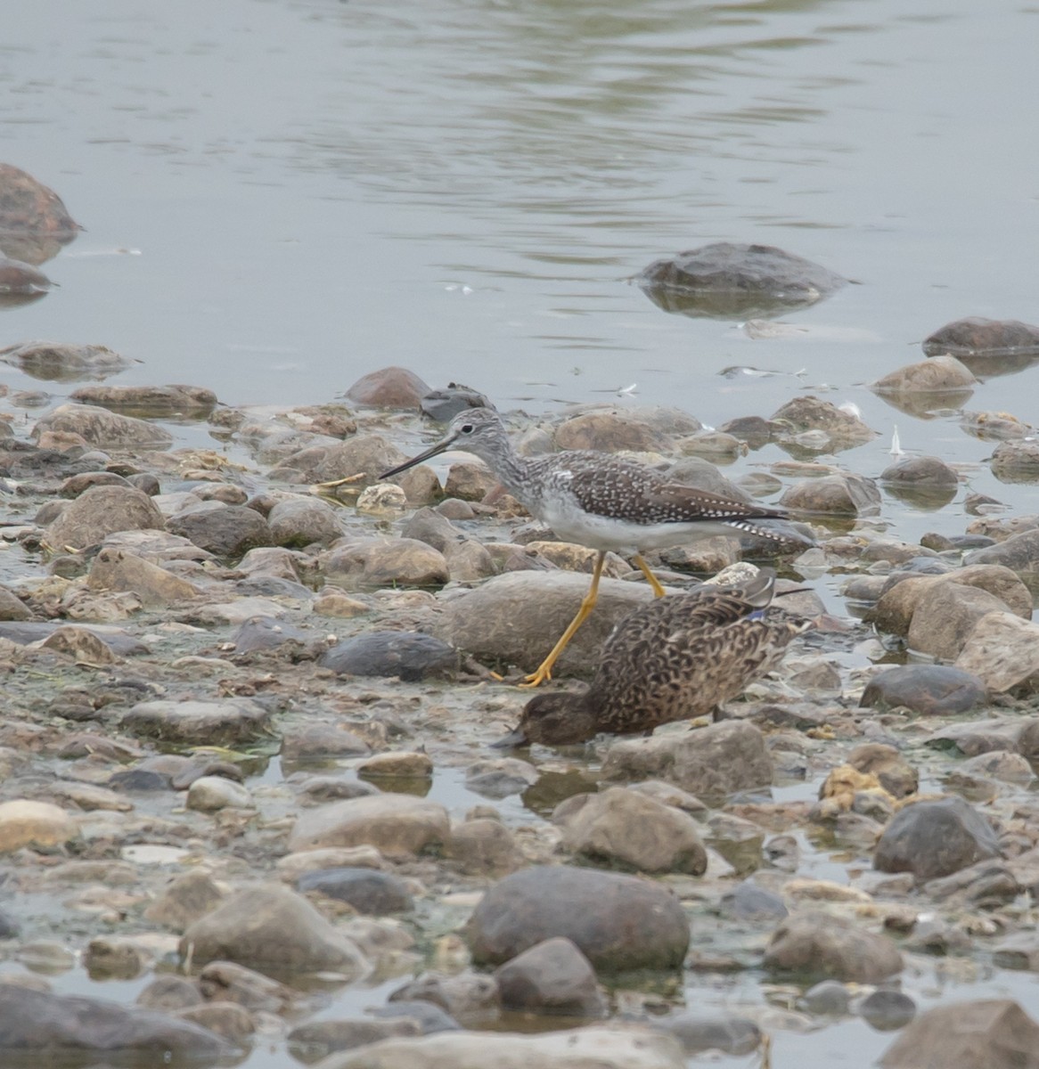 Greater Yellowlegs - ML642462381