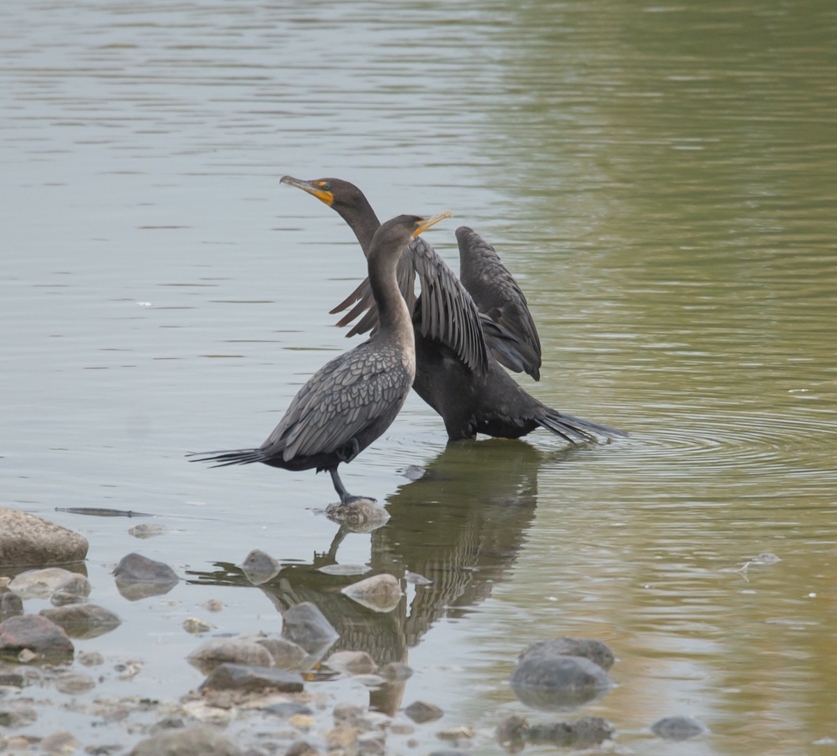 Double-crested Cormorant - ML642462384