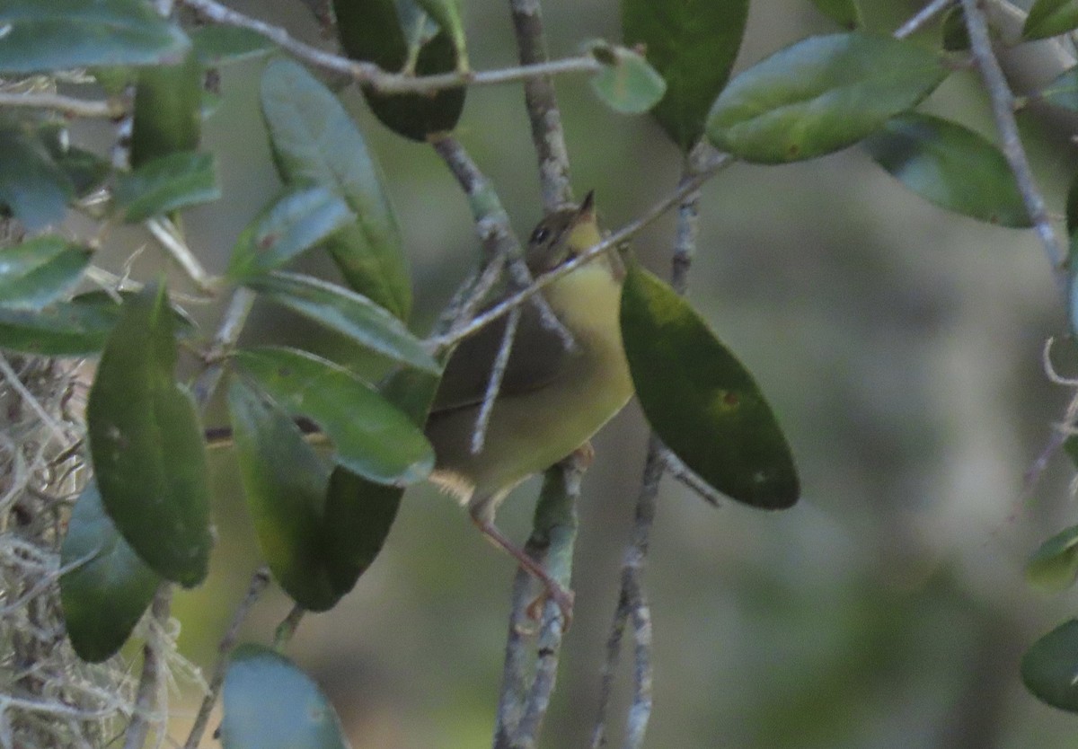 Common Yellowthroat - ML642462385
