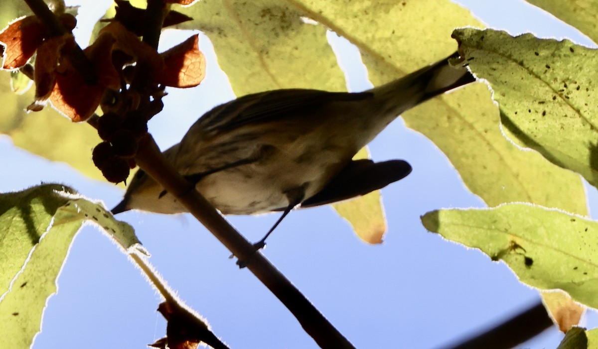 Yellow-rumped Warbler - ML642462388