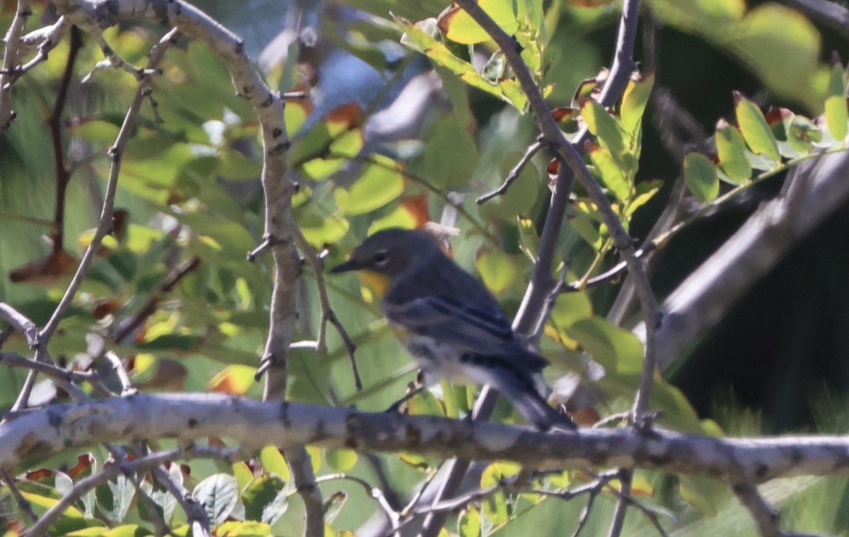 Yellow-rumped Warbler - ML642462389