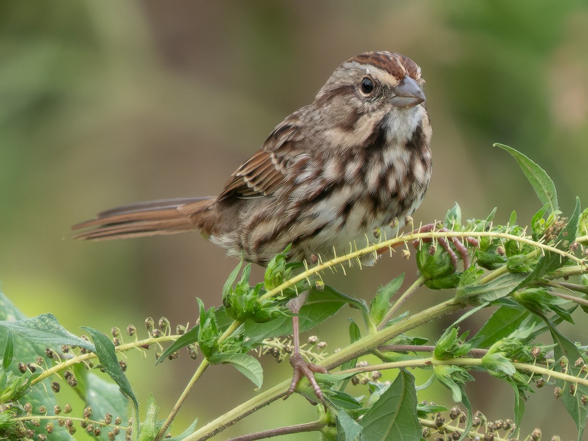 Song Sparrow - ML642462393