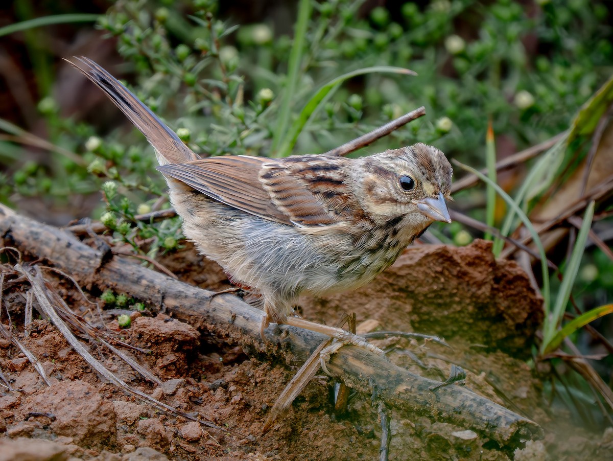 Song Sparrow - ML642462396