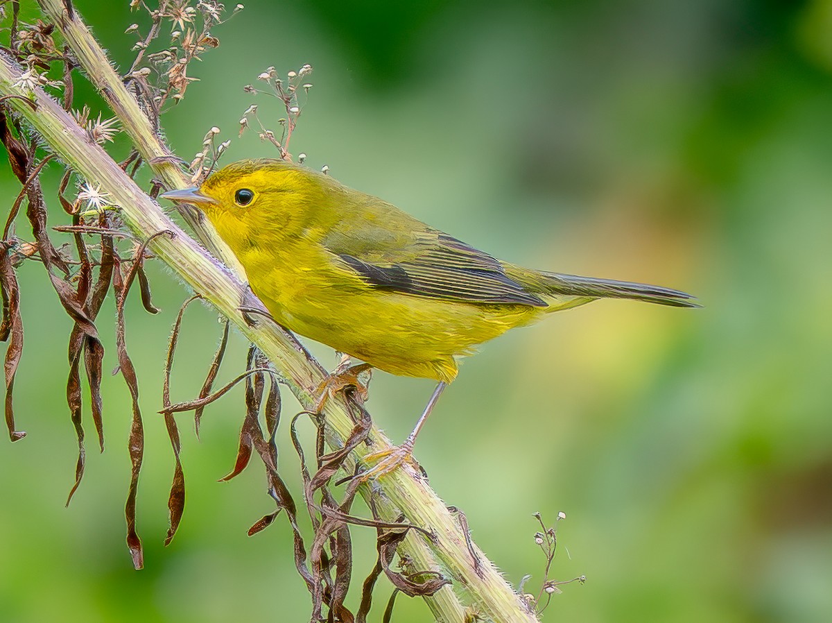 Wilson's Warbler - ML642462403