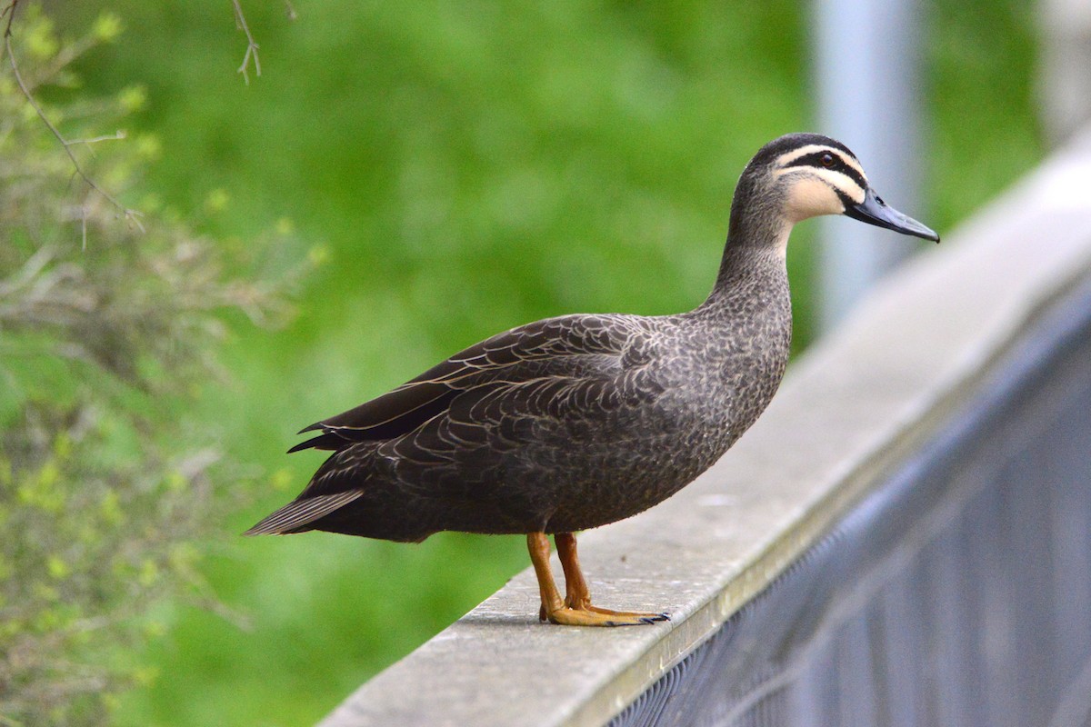 Pacific Black Duck - ML642462404