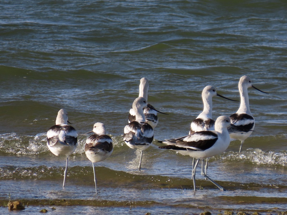 American Avocet - ML642462405