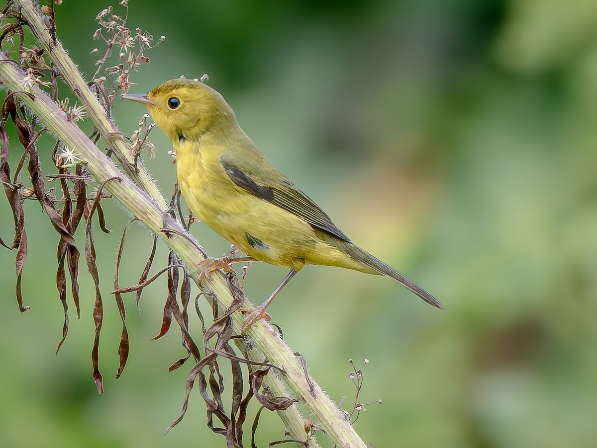 Wilson's Warbler - ML642462406