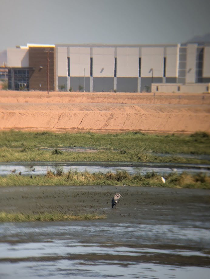 Great Blue Heron - ML642462407