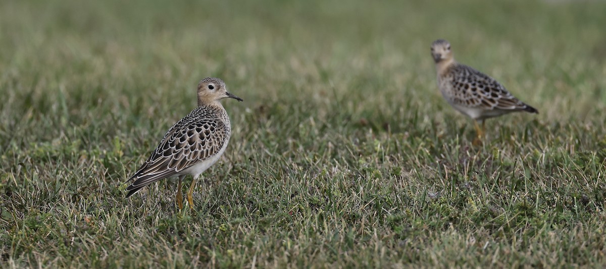 jespák plavý - ML642462422