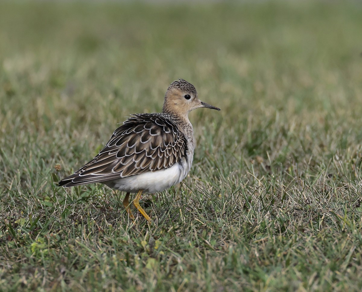 jespák plavý - ML642462447