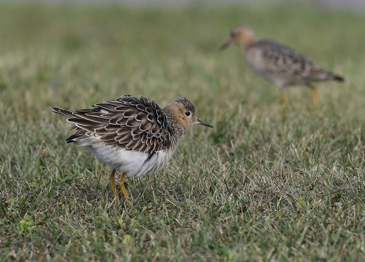 jespák plavý - ML642462454